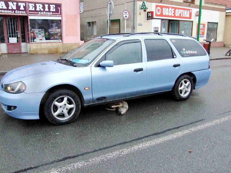 Osobní autoomobil po střetu se srnou na Klicperově náměstí v Chlumci nad Cidlinou.