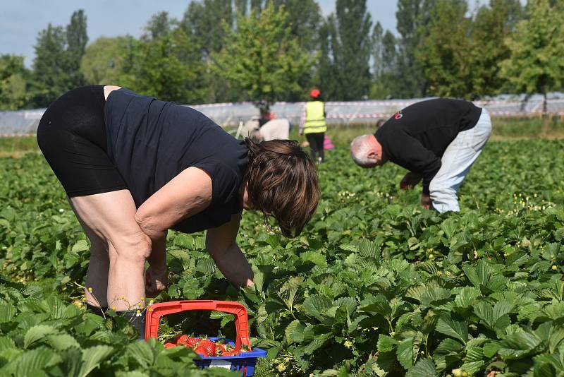 Stovky lidí využily v Pileticích u Hradce Králové samosběr jahod.