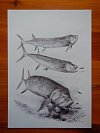 Xifaktinus byl obří masožravou rybou a významným predátorem. Ilustrace: Vladimír Rimbala