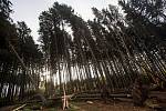 Hasiči na Královéhradecku zasahují u desítek případů popadaných stromů