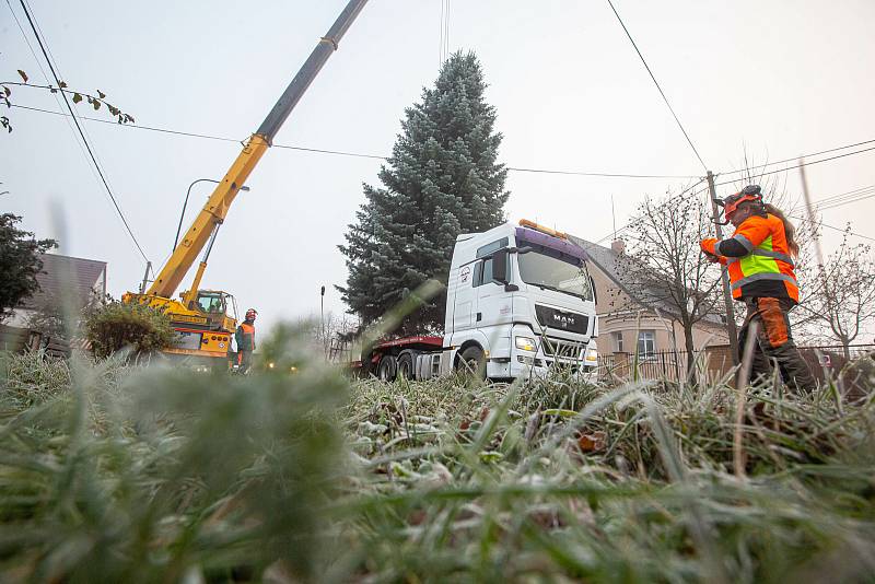 Kácení a převoz vánočního stormu na náměsti v Hradci Králové