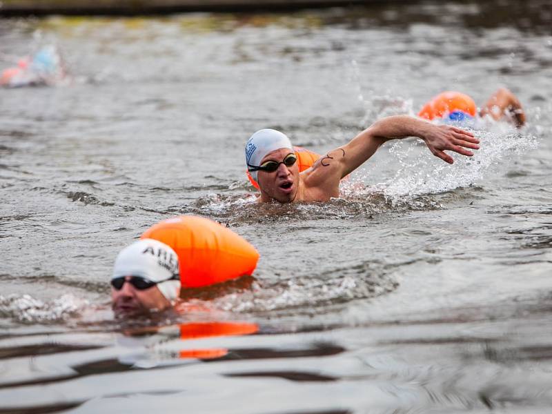 River Labe Ice Swim v Hradci Králové.