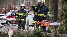 Pád stromu v Pekelském údolí u Nového Města nad Metují odstraňovali dobrovolní hasiči.