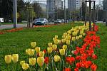 Rušnou třídu ozdobily v krajském městě stovky tulipánů.