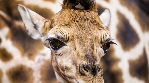 Žirafí mládě - samec Vitali v královédvorské zoologické zahradě.