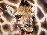 Žirafí mládě - samec Vitali v královédvorské zoologické zahradě.