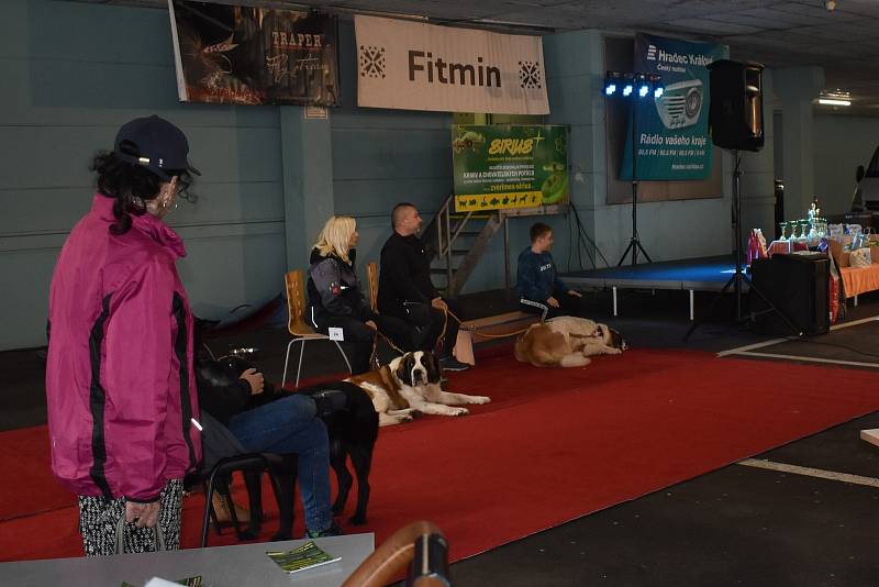 Desítky nepapírových psů soutěžily v Hradci Králové.