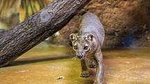 Fosa madagaskarská v ZOO Dvůr Králové nad Labem.