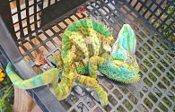 Z nevítaného maskovaného ještěra se vyklubal chameleon na vycházce