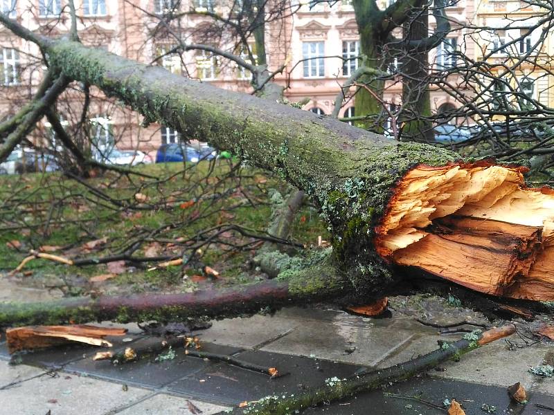 V městských sadech v Chebu větrová bouře Sabina zlomila strom a ulámala několik větví.