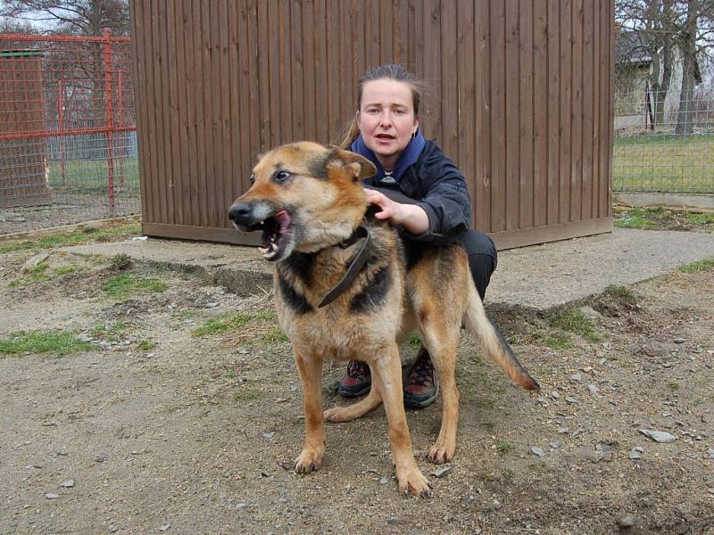 Fena německého ovčáka Máša, stará asi 8 let. Přivezla ji hlídka MP Aš. Fena je bázlivá, ale hodná, vhodná spíše k domu se zahradou.