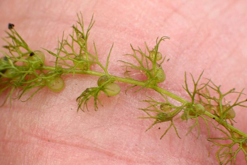 Botanická exkurze do údolí Odravy a Mohelenského potoka.