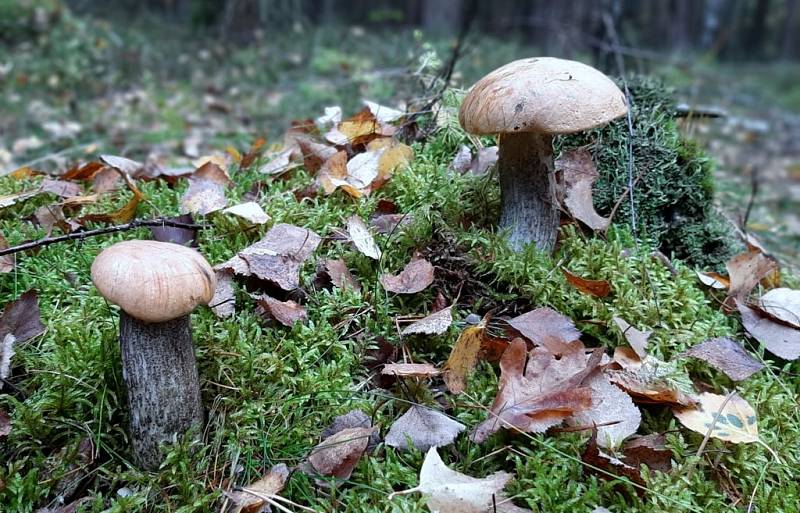 Křemenáč březový-(Leccinum versipellis) - jedlý.