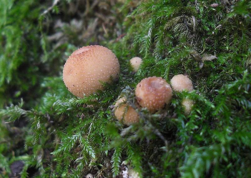 Ani současné nevlídné počasí neodradilo deset houbařských nadšenců z Chebska od akce spojené s procházkou přírodou v okolí Chebu nazvané Vítání zimy. 