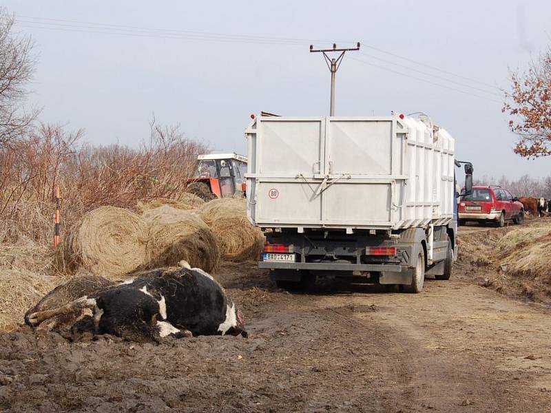 Odstraňování mrtvých krav z pastviny u Horních Dvorů na Chebsku