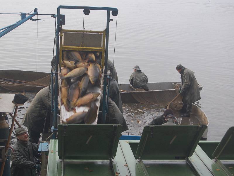   A ŠUP DO KÁDĚ. Rybáři vylovili největší rybník Karlovarského kraje, Amerika u Františkových Lázní