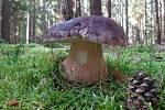 Hřib borový (Boletus pinophilus)- chráněný.