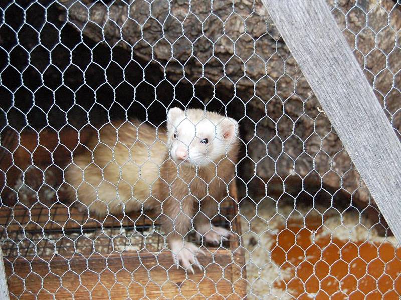 Dům dětí a mládeže Sova Cheb uspořádal Den otevřených dveří. Zval malé i velké na přehlídku zájmových kroužků, které pro tento školní rok nabízí