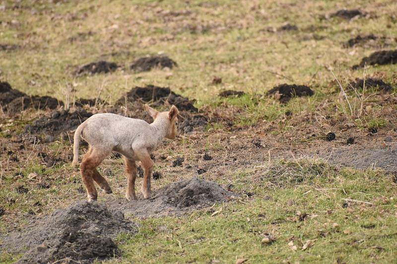 Roztomilá jehňátka se podařilo zachytit fotografce v Mokřinách na Chebsku.