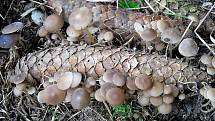Smrkové lesy v okolí Chebu už nyní mohou potěšit vášnivé houbaře a kulináře. Roste zde chutná drobná houbička penízovka smrková.