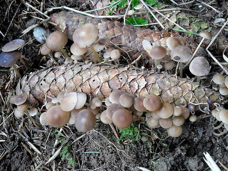 Smrkové lesy v okolí Chebu už nyní mohou potěšit vášnivé houbaře a kulináře. Roste zde chutná drobná houbička penízovka smrková.