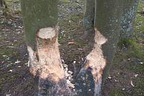Bobr poničil několik stromů například u chebské Krajinky.