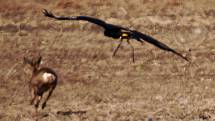 OREL. Sokolníci používají k lovu také orla skalního. Naposledy se lovci sešli ve Františkových Lázních. 