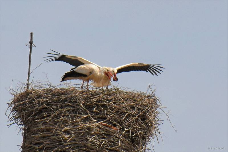 Tři čapí mláďata už zkouší roztahovat svoje křídla na hnízdě v centru Chebu.