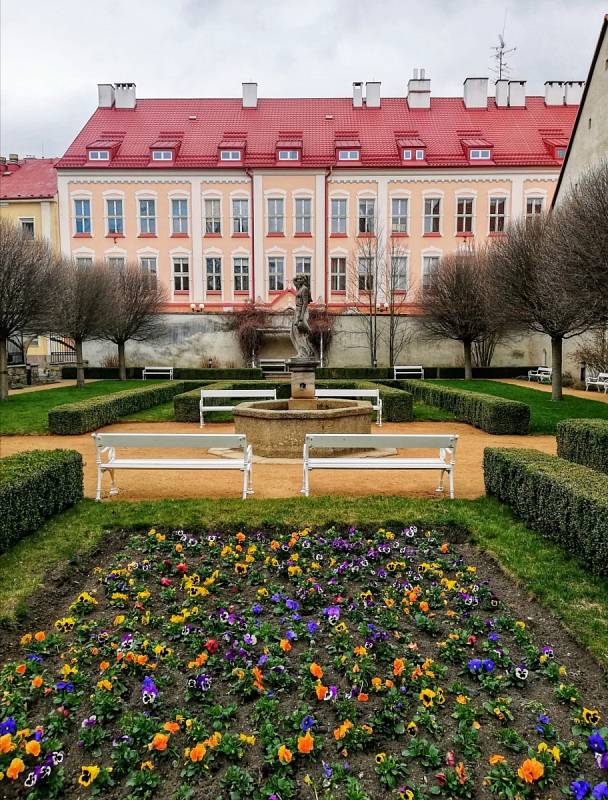 Macešky už vykvetly v chebské klášterní zahradě. Ta patří k nejnavštěvovanějším místům v Chebu.