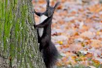 Každý rok na podzim se návštěvníci setkávají ve Františkových Lázních s tím, že k nim přiběhnou veverky, které loudí jídlo. Veverky se teď prohánějí i v městských sadech v Chebu.