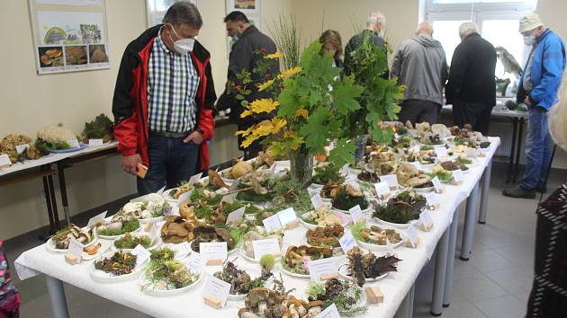 Výstava v Mariánských Lázních představuje v sobotu a v neděli 250 druhů hub.