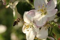 Na první kvetoucí stromy už začaly létat včely medonosné.