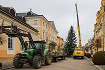 Františkolázeňskou Národní třídu zdobí dvanáctimetrový vánoční strom. Letošní je opět přímo z lázeňského města.