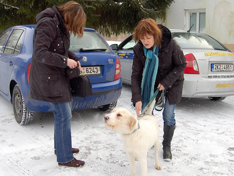 O psy tragicky zemřelého muže je již dobře postaráno. 