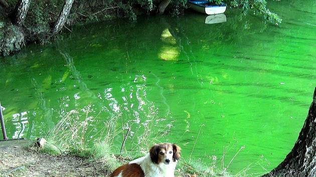 Voda v přehradní nádrži Skalka je už několik dnů odporně zelená