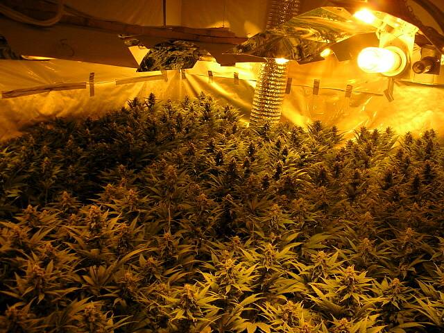 Policisté objevili pěstírnu marihuany v Hranicích u Aše