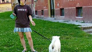 Chebané stále venčí psy na volno přestože jim to už rok vyhláška zakazuje -  Chebský deník