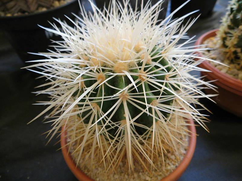 Jedinečná výstava 250 kaktusů a sukulentů byla k vidění ve Dvoraně Glauberových pramenů ve Františkových Lázních.