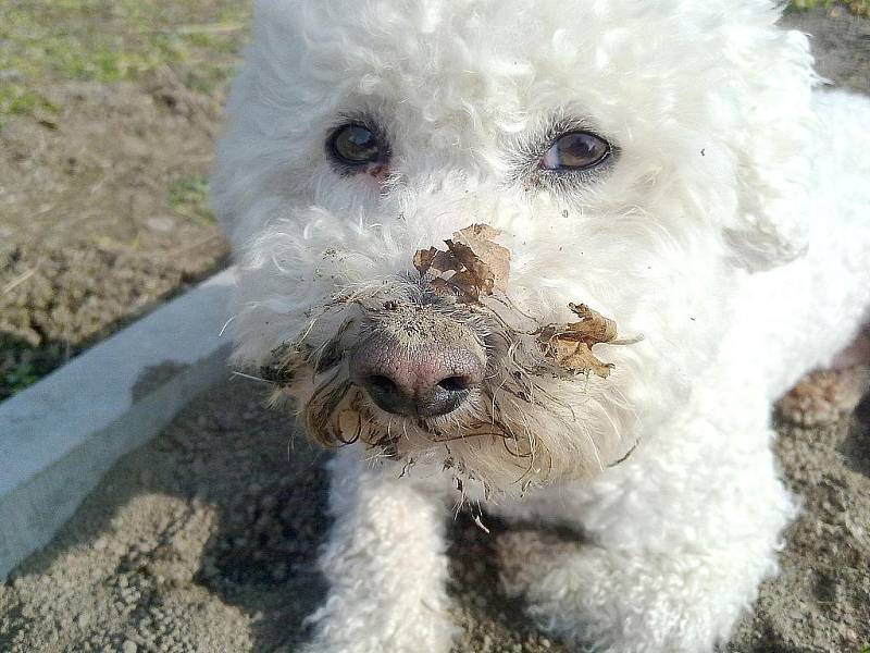 Náš mazel se jmenuje Míša, rasa Bischonek. Jsou mu 4 roky. Takhle na zahradě zahrabává kostičky. 