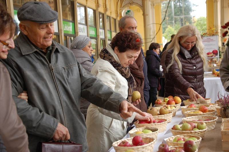 VZÁCNÉ I BĚŽNÉ odrůdy jablek mohli návštěvníci vidět a ochutnat na Festivalu jablek v Mariánských Lázních. 