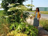 Bolševník je agresívní rostlina, která působí na Chebsku stále větší problémy