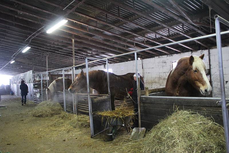 Kočárová doprava zažívá krizi. Úspory zmizely a podnikatelé se dostávají do situace, kdy nemají na krmení, veterinu, ani na kováře.