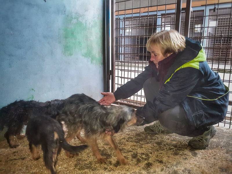 Hlasitý štěkot, vyhublí a zanedbaní pejsci různých plemen a plný útulek. Tak to teď vypadá v útočišti pro psi a kočky v Mariánských Lázních.