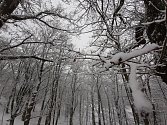 Stromy obalené sněhem lákají v těchto dnech spoustu fotografů, aby si je zvěčnili.