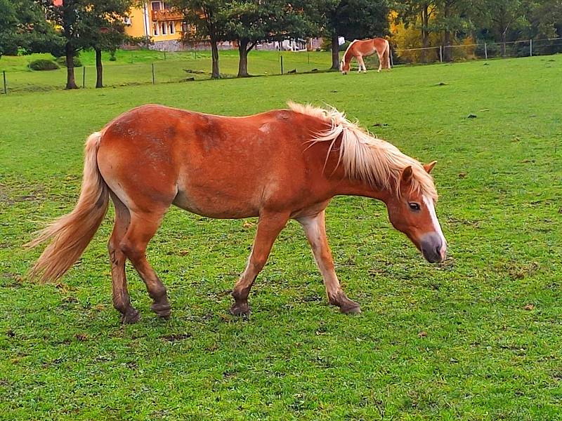 Území kolem přehrady Skalka nese název Goethův naučný lesopark.