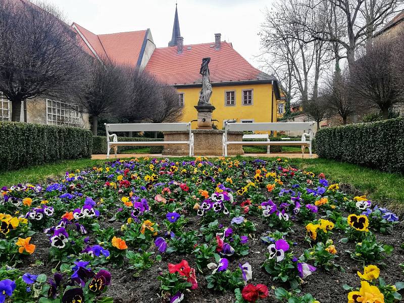 Macešky už vykvetly v chebské klášterní zahradě. Ta patří k nejnavštěvovanějším místům v Chebu.