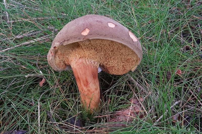 Hřib plstnatý (Boletus subtomentosus)-jedlý.