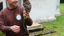 Devět dravců mohli lidé spatřit o víkendu v Přírodní rezervaci Soos u Nového Drahova. Konala se zde ukázka orlů, poštolek a dalších opeřenců.