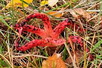 Květnatec archerův je houba, která na dálku velmi zapáchá. V lesích se vyskytuje vzácně.