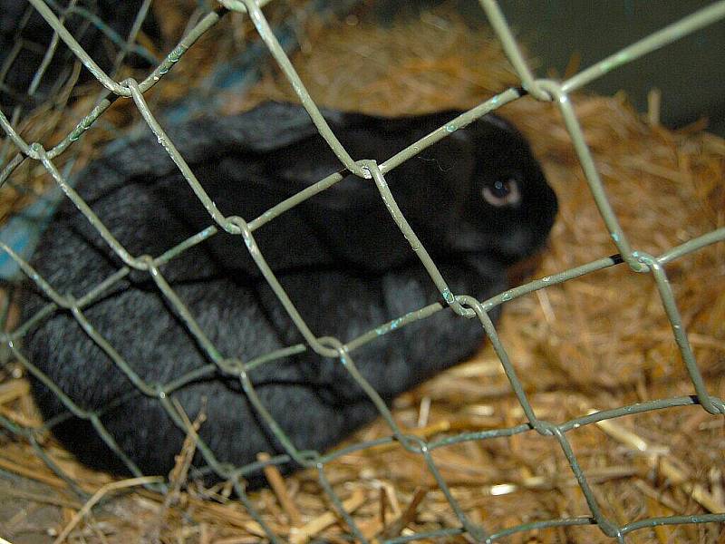 Špejchar v chebské Hradební ulici ožil o víkendu výstavou drobného zvířectva, ukázkou práce včelařů, plodin zahrádkářů a práce krajkářek. Vše bylo součástí akce s názvem Spolkové dny v Chebu. 